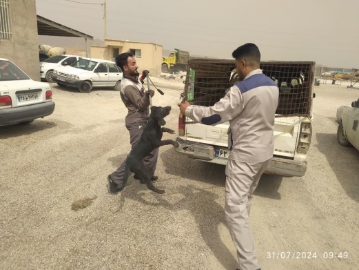 جمع آوری سگ های ولگرد از سطح کارگاه بتن وتیرچه پیش تنیده جهت عدم انتشار آلودگی محیط کارگاه ها